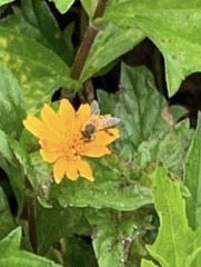Apis mellifera