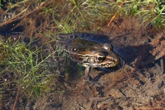 Lithobates sphenocephalus