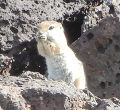 Ammospermophilus leucurus