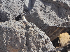 Ammospermophilus leucurus