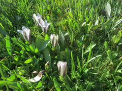 Gentiana newberryi