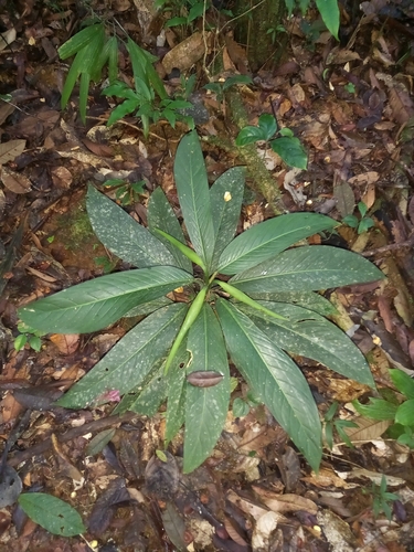 Dieffenbachia elegans