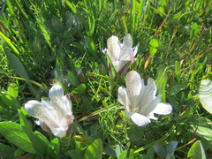 Gentiana newberryi