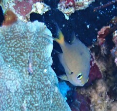 Pycnochromis atripes