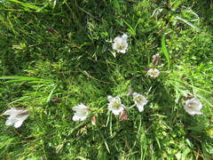 Gentiana newberryi