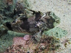 Centropogon australis