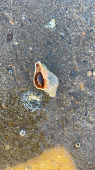 Muricidae
