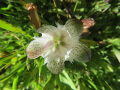Gentiana newberryi