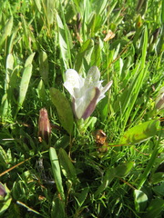 Gentiana newberryi
