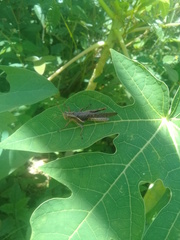 Abracris flavolineata