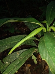 Dieffenbachia elegans
