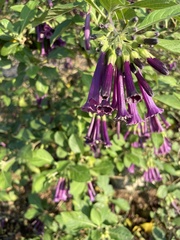 Iochroma