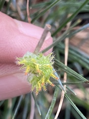 Euclea incisa