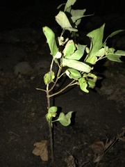 Crataegus phaenopyrum