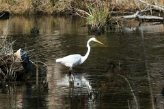 Ardea alba