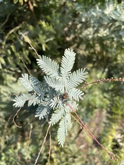 Prosopis velutina
