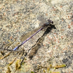 Argia fumipennis