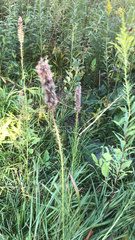 Liatris pycnostachya