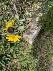 Helianthus annuus