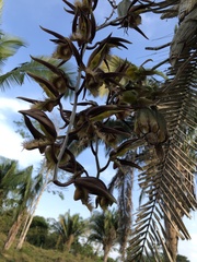 Catasetum saccatum