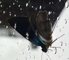 Astraptes fulgerator