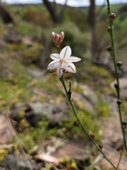 Asphodelus