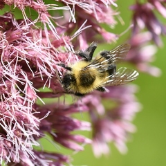 Bombus impatiens