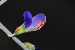 Psorothamnus spinosus