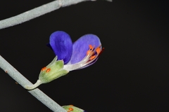 Psorothamnus spinosus