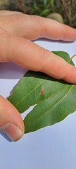 Eucalyptus crebra