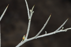 Psorothamnus spinosus