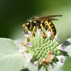 Dolichovespula arenaria