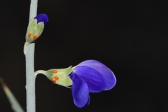 Psorothamnus spinosus