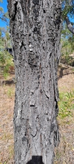 Eucalyptus crebra