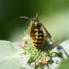Dolichovespula arenaria