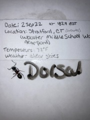 Camponotus chromaiodes