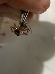 Camponotus chromaiodes