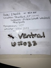 Camponotus chromaiodes