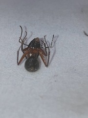 Camponotus chromaiodes