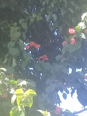 Heliconius melpomene