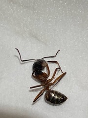 Camponotus chromaiodes
