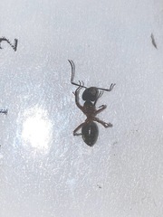 Camponotus chromaiodes
