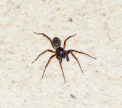 Corinnidae