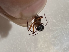 Camponotus chromaiodes