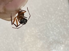 Camponotus chromaiodes