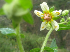 Loasaceae