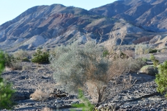 Psorothamnus spinosus