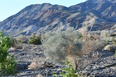 Psorothamnus spinosus