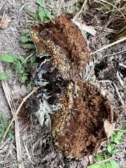 Pisolithus arenarius