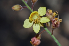 Hoffmannseggia microphylla